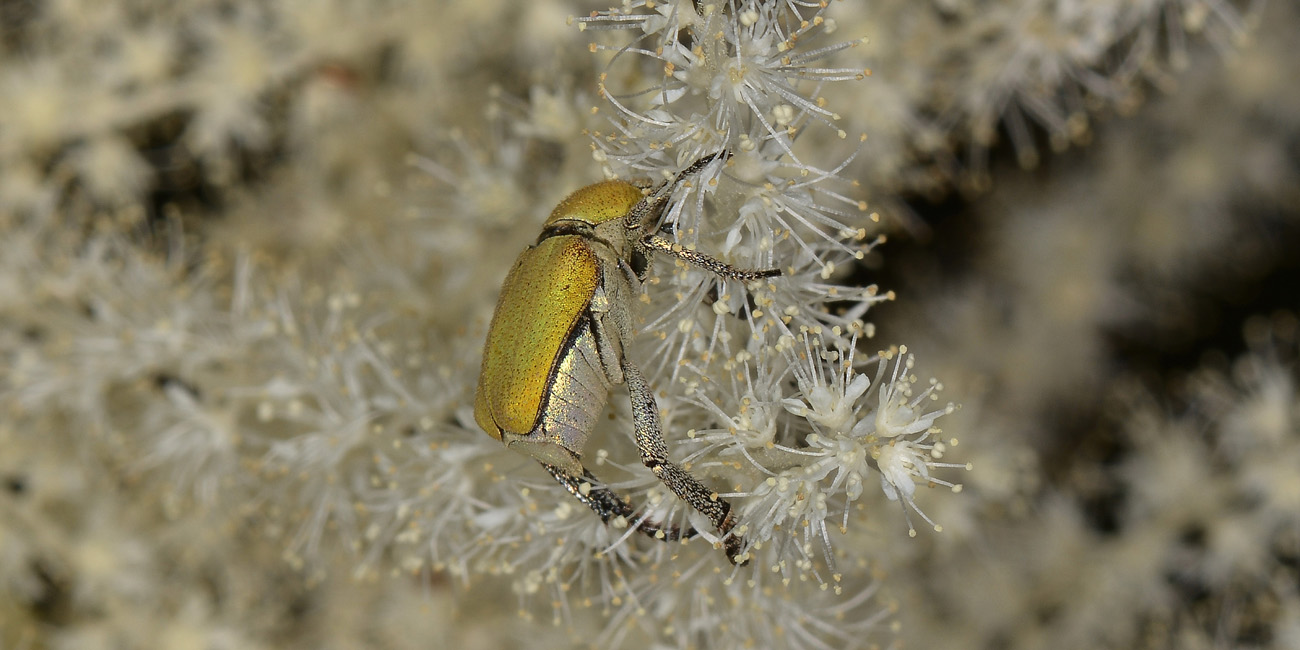 Rutelidae: Hoplia argentea anche loro?